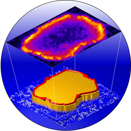 SA single-crystal rhenium substrate with an ultrathin surface oxide layer induces a topological superconducting state into a nano-scale iron island which exhibits a dispersive 1D Majorana edge mode.